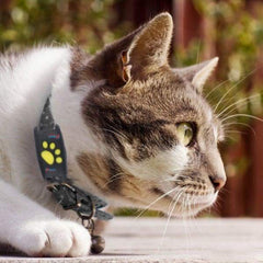 PawPulse – GPS Tracker voor huisdieren