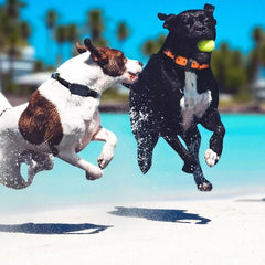 TrainPaw – Elektrische Trainingshalsband Hond