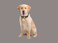 PawPulse – GPS Tracker voor huisdieren