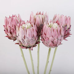 Nordiflora - Luxe Kunst Artisjokbloem voor Woondecoratie en Fotografie